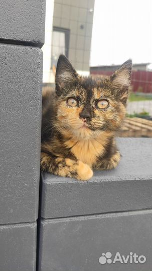 Кошка в добрые руки