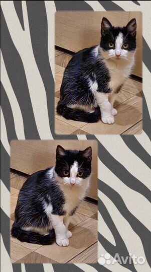 Самый красивый котята