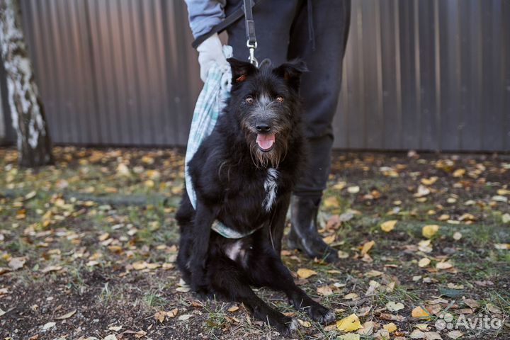 Особенный Бонапарт ищет дом