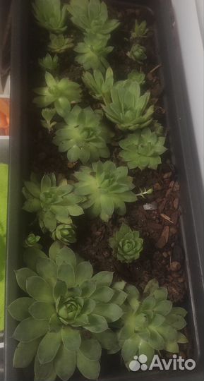 Молодило каменная роза