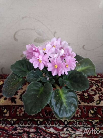 Фиалка Оленька