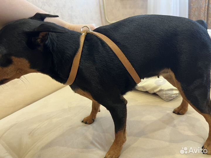 Шлейка для маленькой собаки кожаная