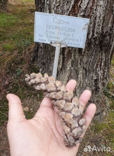 Шишки сосновые большие 20 см
