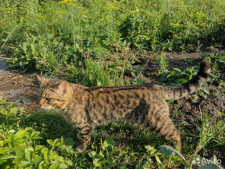 Кот-Гладиатор