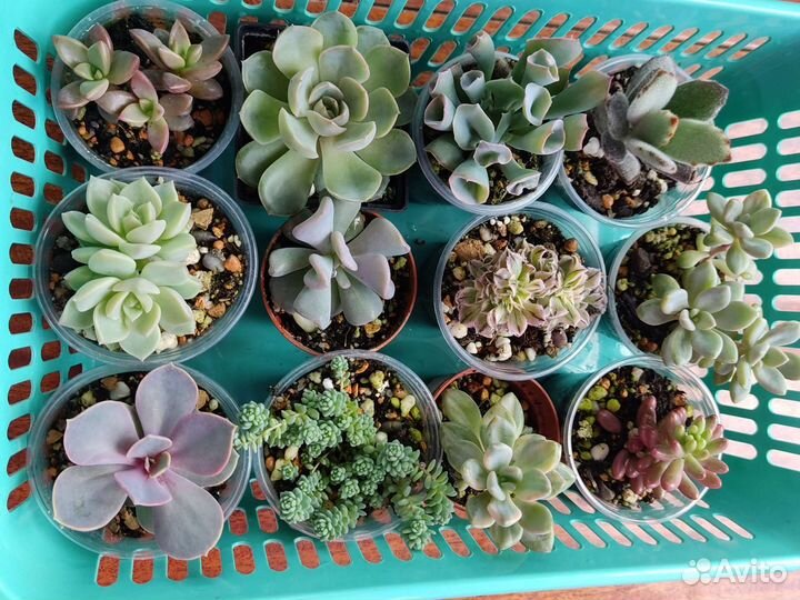 Суккуленты набор