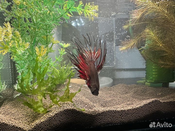 Рыба петушок