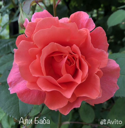 Плетистые розы