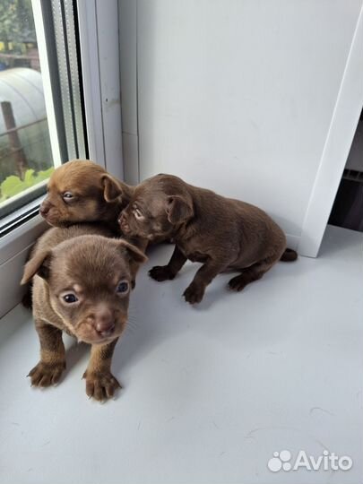 Мини той-терьер