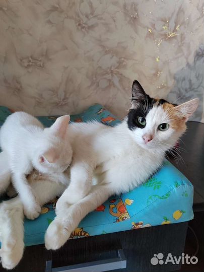 Кошка в дар