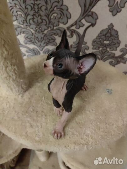 Канадский сфинкс