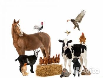 Комбикорма и Кормовые добавки для с/х животных