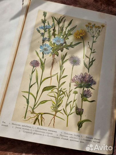 Хромолитографии Монтеверде Атлас Ботанический