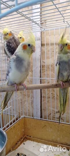 Кореллы разных окрасов