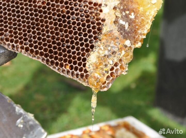 2024 Мед натуральный из Алтая опт