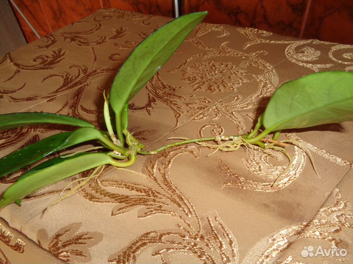 Хойя и её отростки