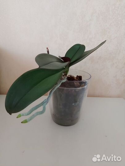 Бронь Орхидея фаленопсис
