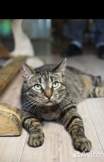 Кошка трудной судьбы ищет дом