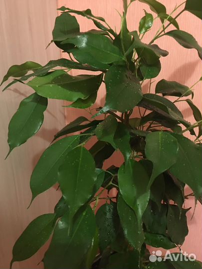 Фикус бенджамина Даниэль