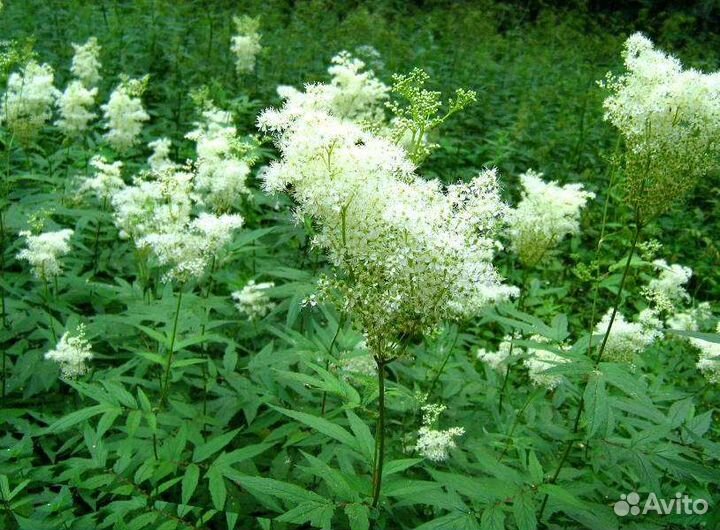 Кусты малины,каштаны,ели,дубы,облепиха,лесная мали