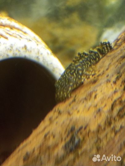 Сом анциструс