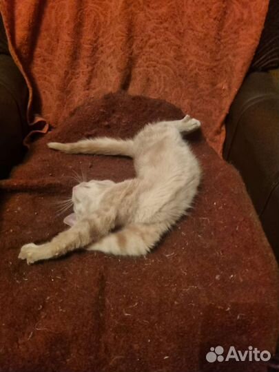 Котенок в дар