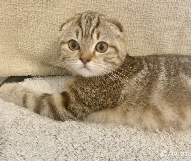 Шотландская кошка