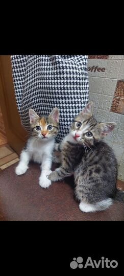 Котята бесплатно