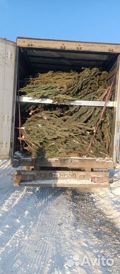 Сосна новогодняя оптом