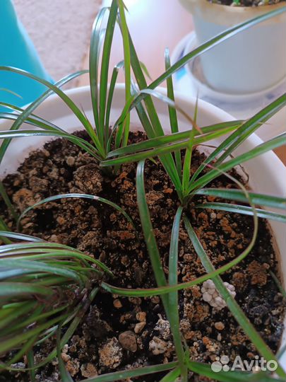 Драцена росток