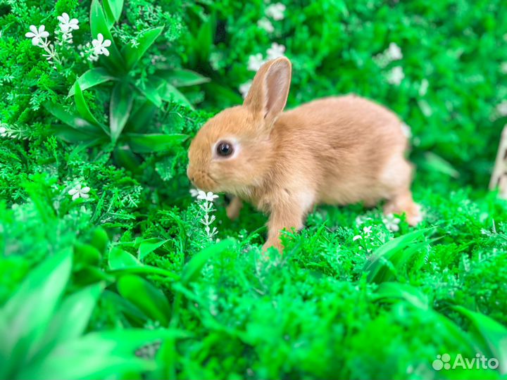 Карликовый кролик мини - плюшевый рекс и другие