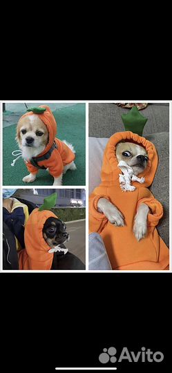 Толстовка для собак маленьких пород