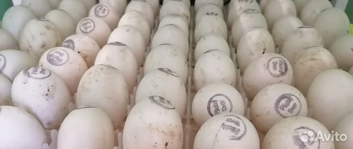 Инкубационное яйцо оптом и в розницу