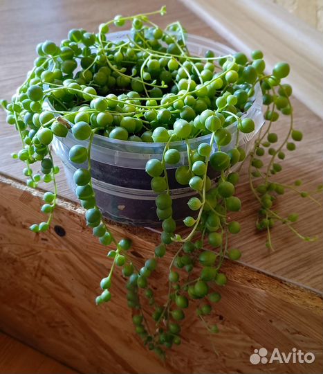 Крестовник Роули взрослый