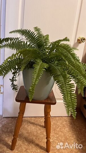 Папоротник комнатный