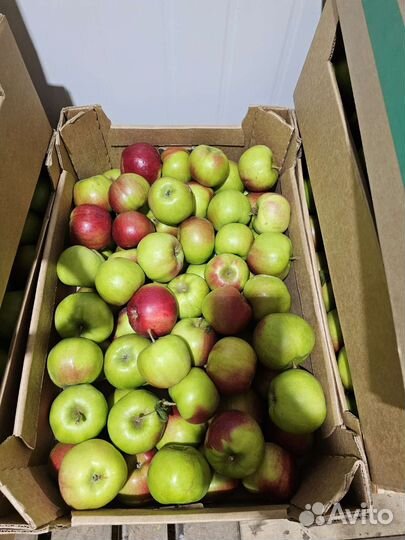 Яблоки