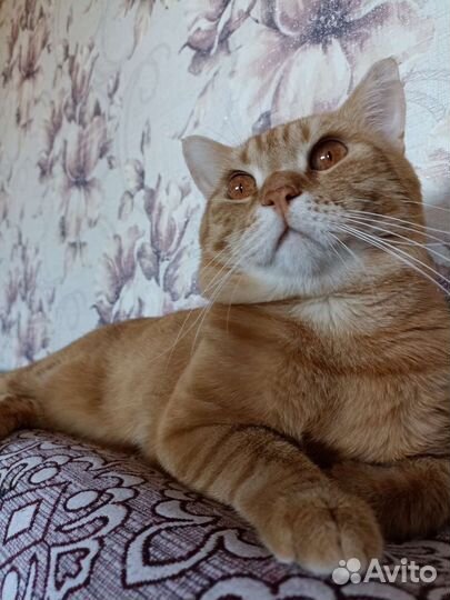 Вязка котов шотландских