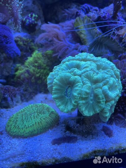 Живые кораллы