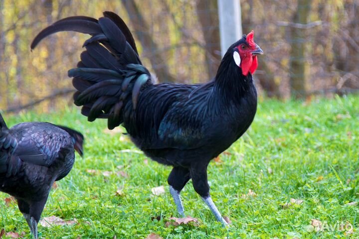 Яйцо породной птицы Московская Чёрная