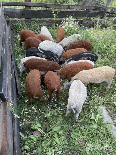 Венгерская мангалица