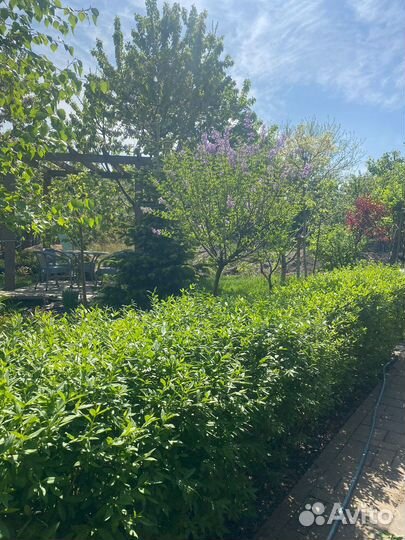 Растения для сада