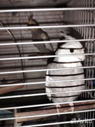 Попугай корелла с клеткой