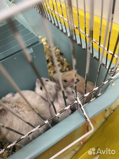 Джунгарский хомяк