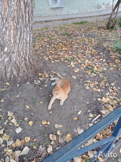Рыжий котёнок