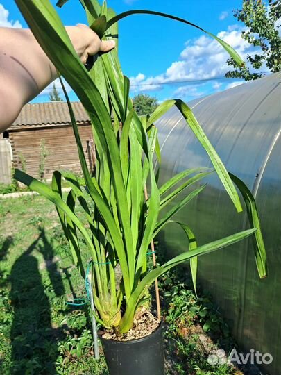 Орхидея цимбидиум