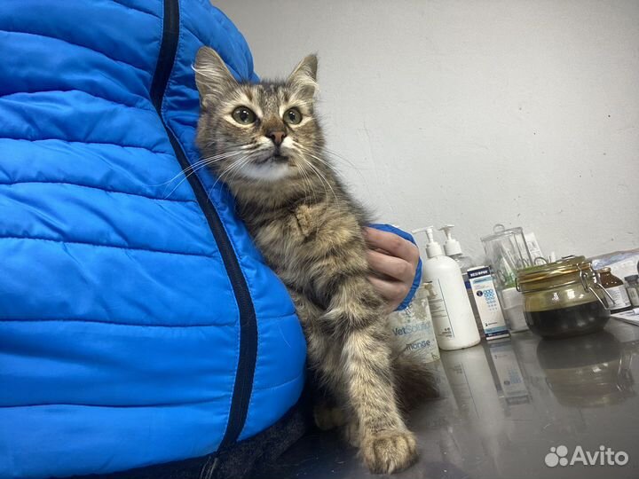 Помогите спасти кошечку, кошечка в дар