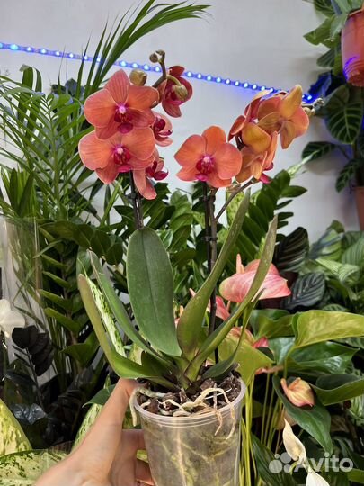 Орхидея фаленопсис
