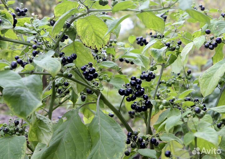 Паслен садовый Санберри (канадская черника)