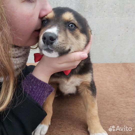 Щеночек в дар