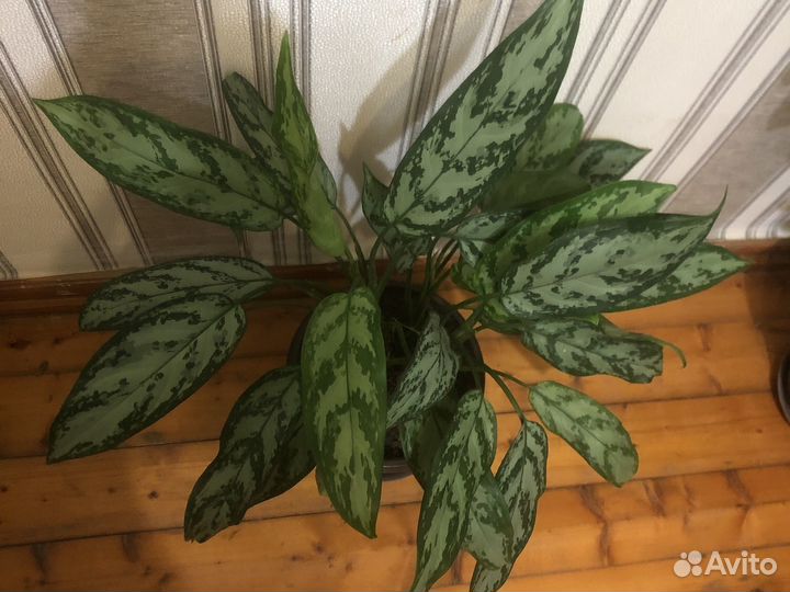 Диффенбахия