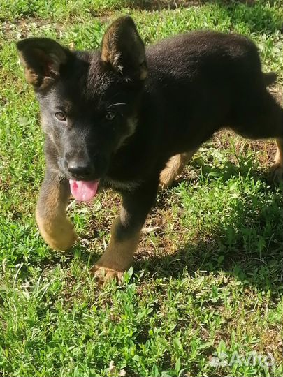 Щенки немецкой овчарки